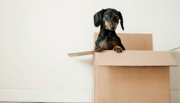 トップページ ペット海外渡航サポートーpaw トップページ ペット海外渡航サポートーpaw